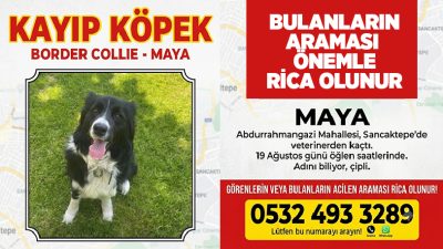 19 Mayıs Çarşamba günü öğlen saatlerinde Sancaktepe Abdurrahmangazi Mahallesi’ndeki veterinerden